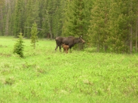 Mama and Calf